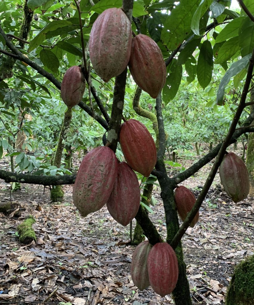 Brazilian Cocoa farm